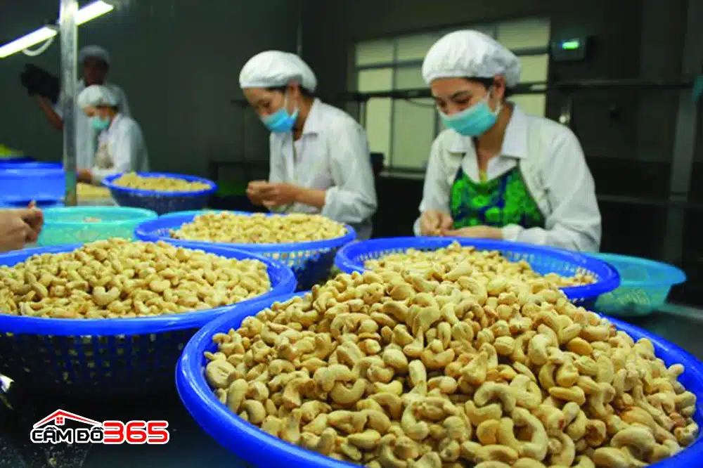 nganh che bien hat dieu o phuoc long binh phuoc 2023