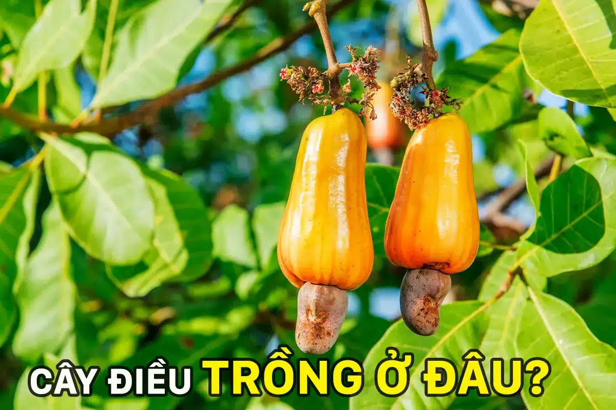 cay dieu duoc trong nhieu o dau tai viet nam